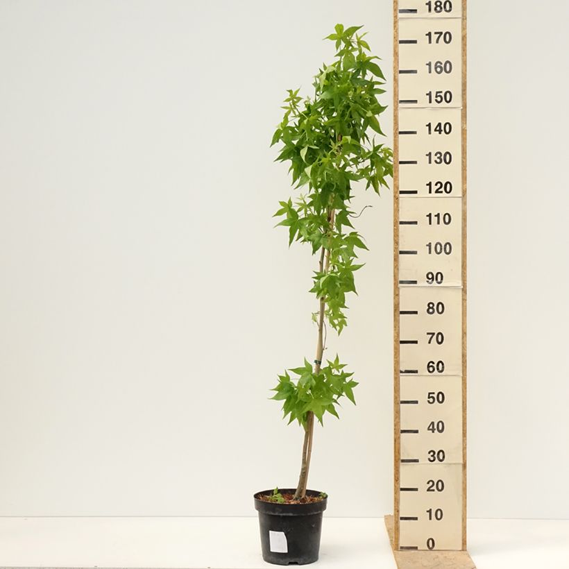 Liquidambar styraciflua Aurora Maceta 4L/5L Ejemplar entregado en la primavera