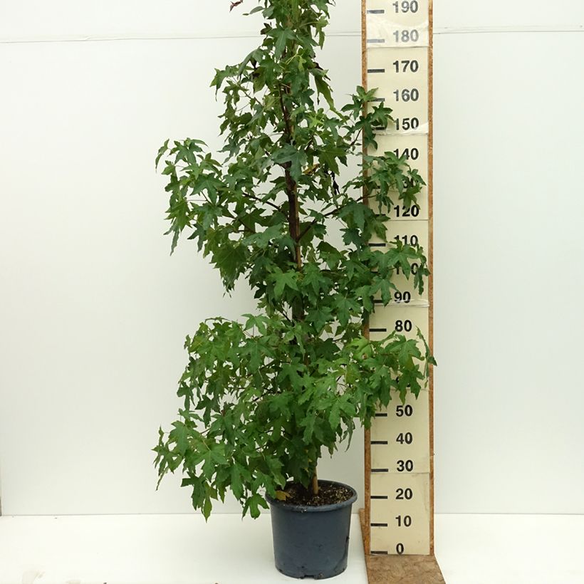 Ejemplar de Liquidambar styracyflua Stella Maceta 12L/15L entregado en verano
