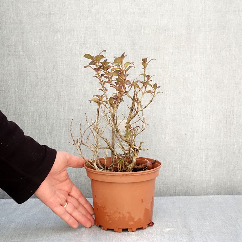 Ejemplar de Coprosma Chocolate Soldier Maceta 2L/3L entregado en otoño