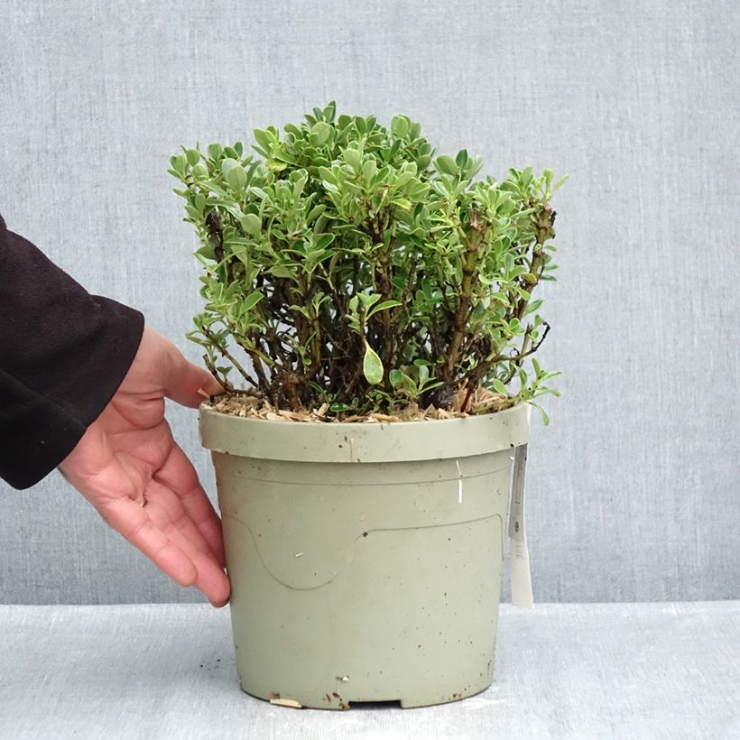 Ejemplar de Coprosma Mini Mac Maceta 3L/4L entregado en otoño