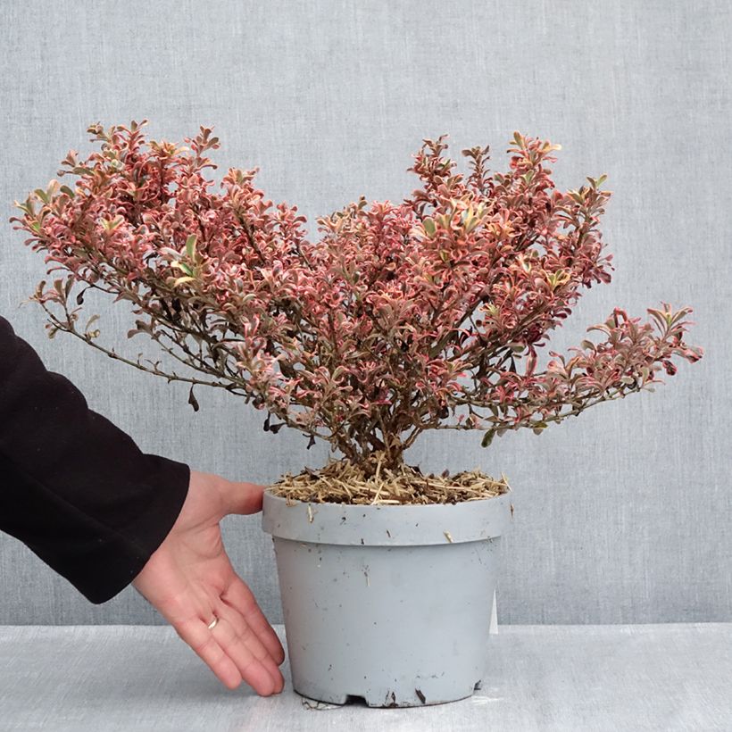 Ejemplar de Coprosma Pacific Dawn Maceta 2L/3L entregado en otoño