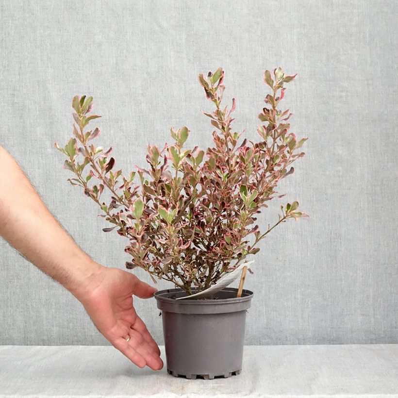 Ejemplar de Coprosma Pacific Dawn Maceta 2L/3L entregado en verano