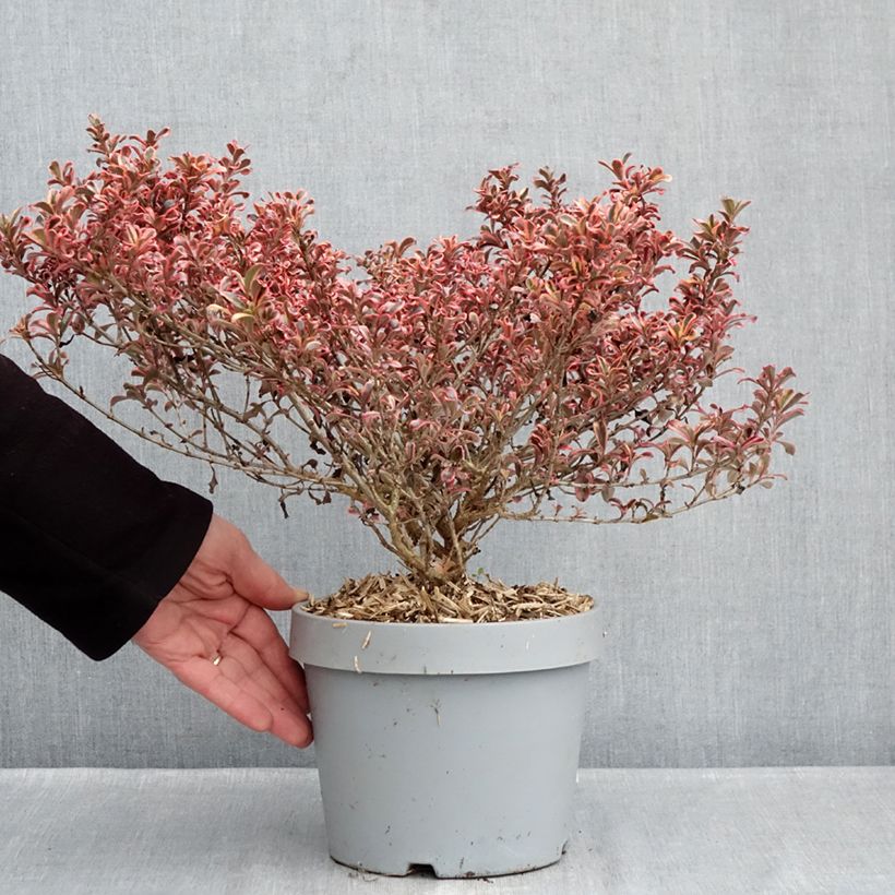 Coprosma Pacific Dawn Maceta 2L/3L Ejemplar entregado en invierno