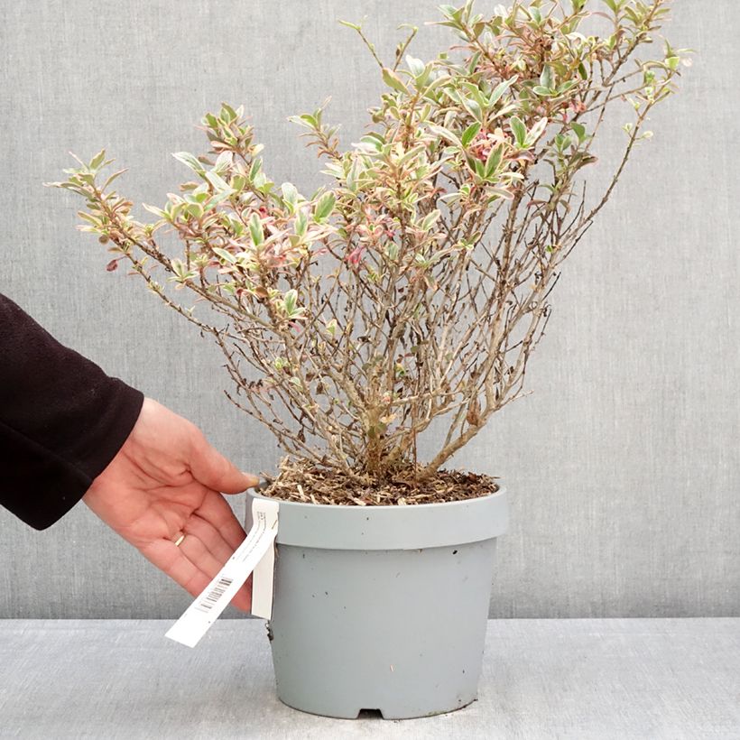 Coprosma Pacific Dawn Maceta 2L/3L Ejemplar entregado en la primavera