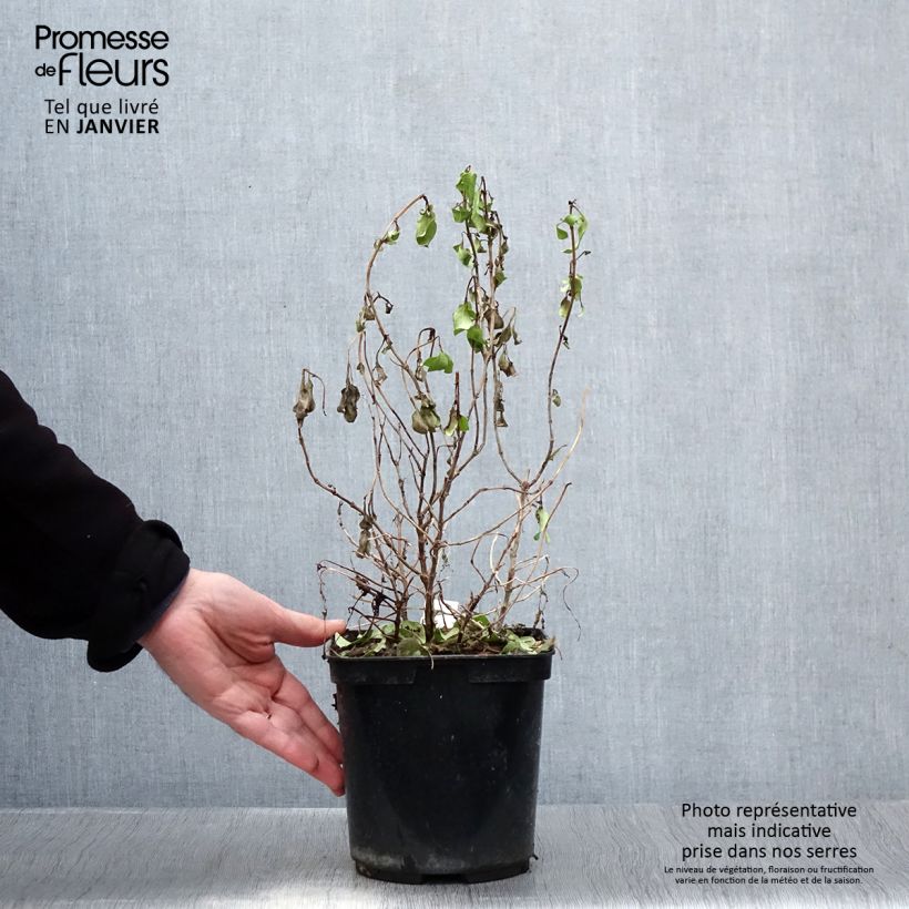 Coprosma robusta Pina colada Maceta 3L/4L Ejemplar entregado en invierno