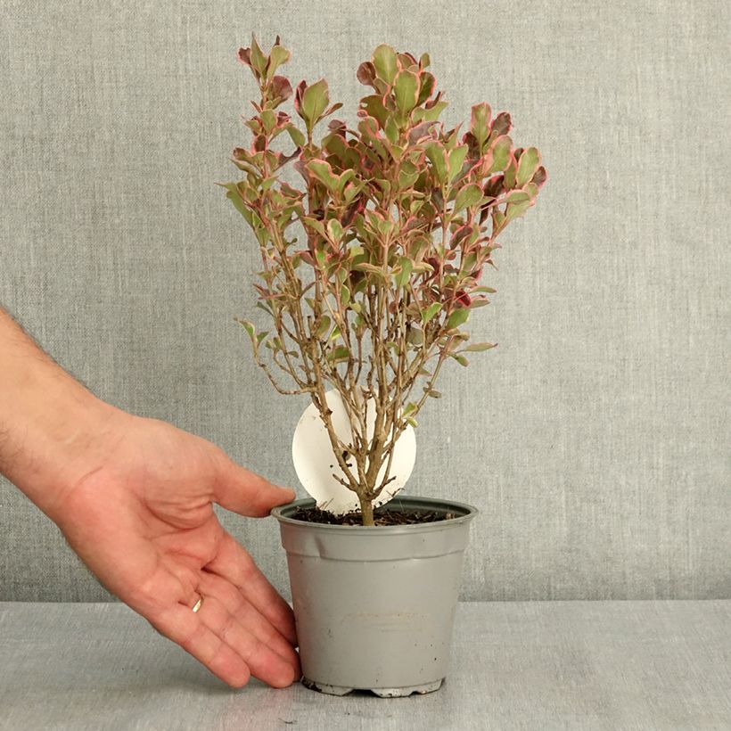 Ejemplar de Coprosma repens Eclipse Maceta de 12 cm / 13 cm entregado en verano