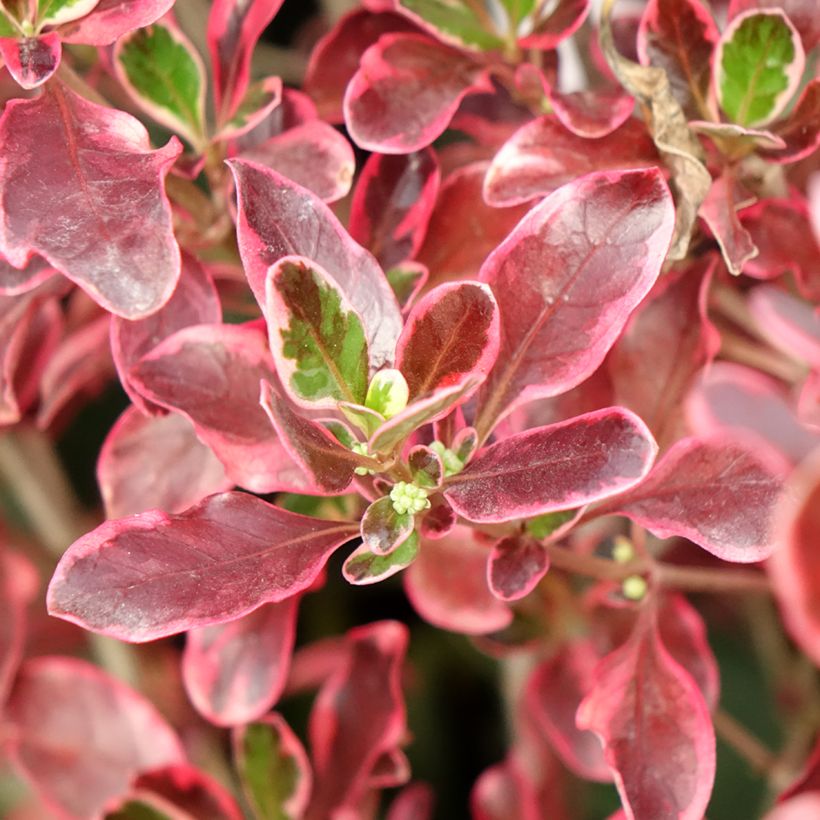 Coprosma repens Eclipse (Follaje)