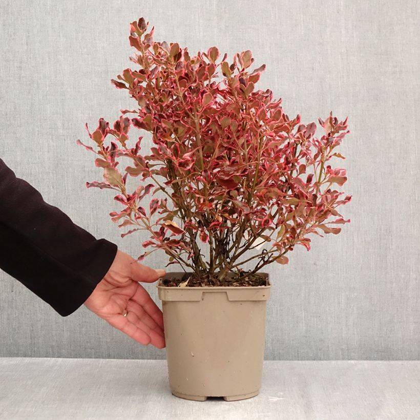 Ejemplar de Coprosma repens Eclipse Maceta 3L/4L entregado en otoño