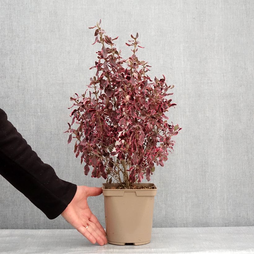 Coprosma repens Eclipse Maceta 3L/4L Ejemplar entregado en invierno