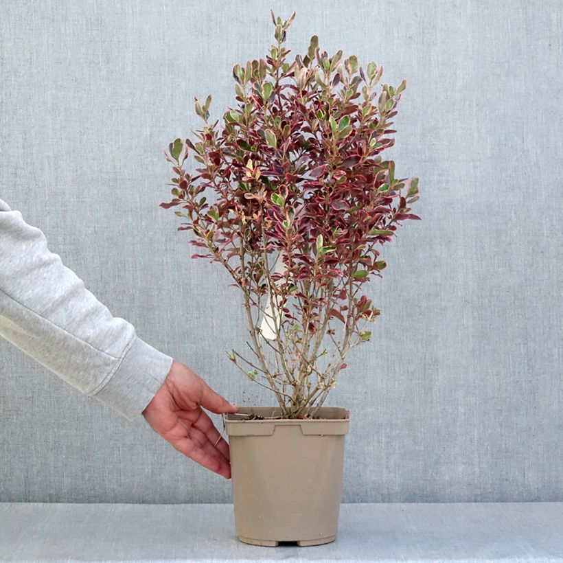 Coprosma repens Eclipse Maceta 3L/4L Ejemplar entregado en la primavera