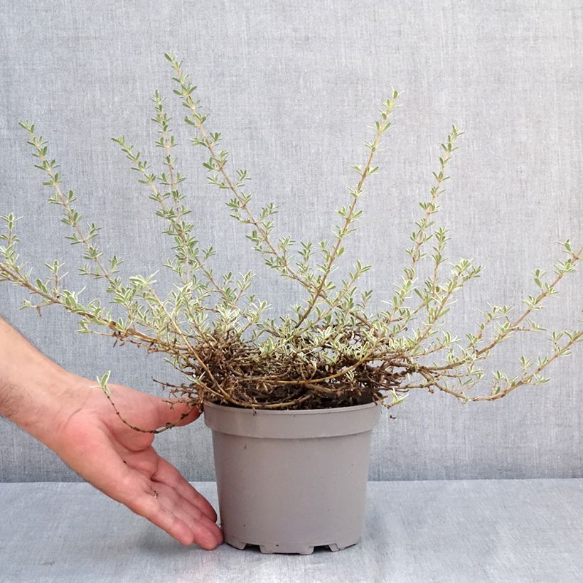 Ejemplar de Coprosma kirkii Variegata Maceta 2L/3L entregado en verano