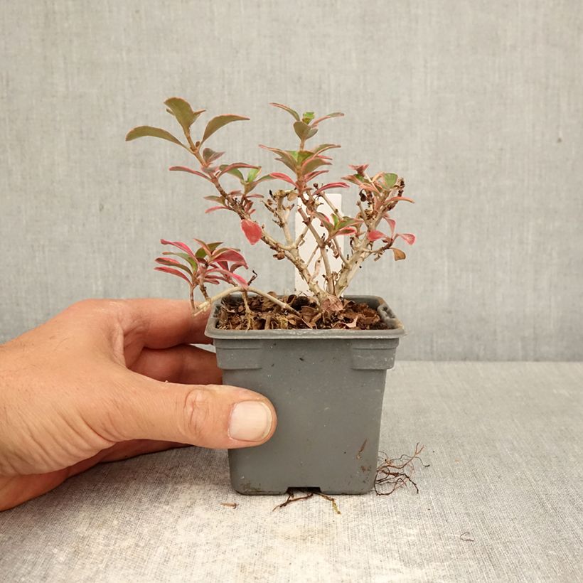 Coprosma repens Fire Burst Maceta de 8/9 cm Ejemplar entregado en la primavera