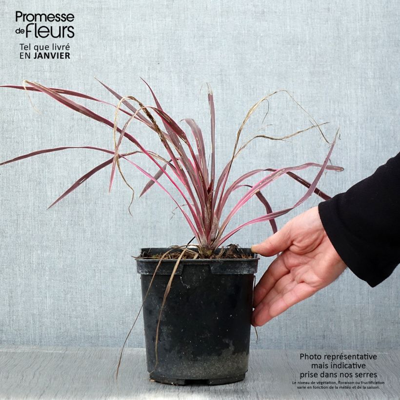 Cordiline Cherry Sensation- Cordyline australis Maceta 2L/3L Ejemplar entregado en invierno