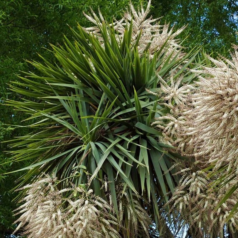 Cordiline - Cordyline australis (Follaje)
