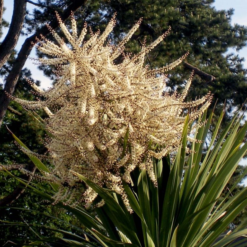 Cordiline - Cordyline australis (Floración)
