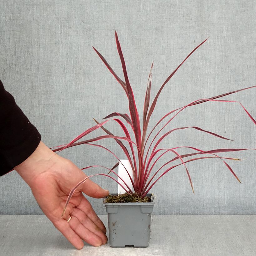 Cordiline Cherry Sensation- Cordyline australis Maceta de 8/9 cm Ejemplar entregado en la primavera