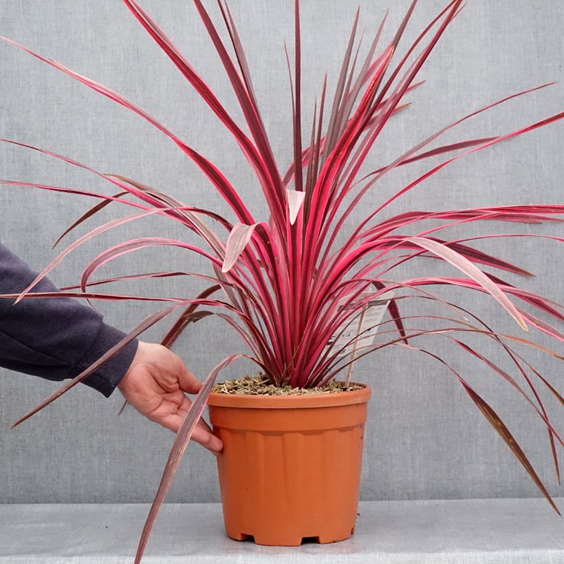 Cordiline Cherry Sensation- Cordyline australis Maceta 6L/7L Ejemplar entregado en la primavera