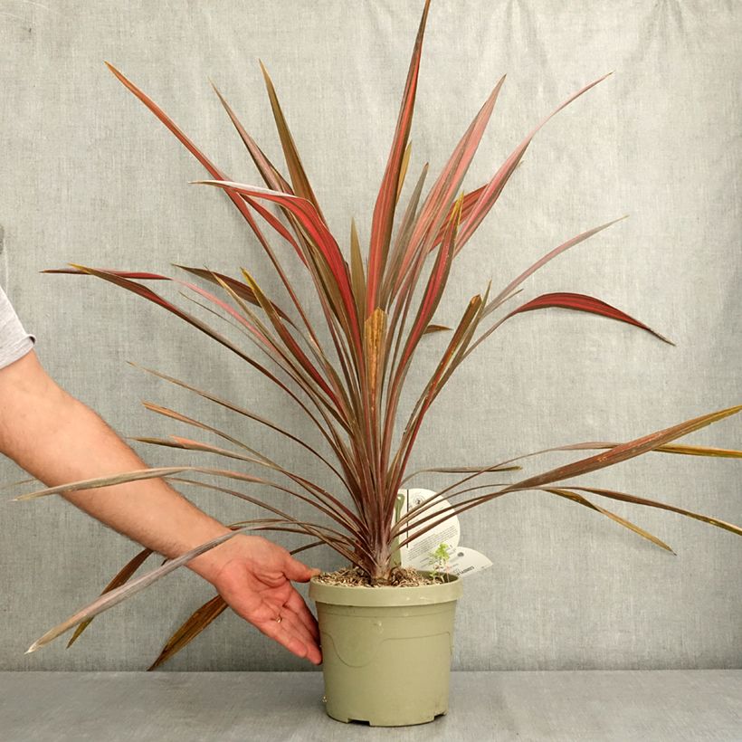 Ejemplar de Cordyline australis Coral Pot de 3L/4L entregado en verano