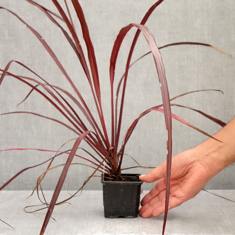 Ejemplar de Cordiline Design a Line Burgundy- Cordyline australis Maceta de 8/9 cm entregado en otoño