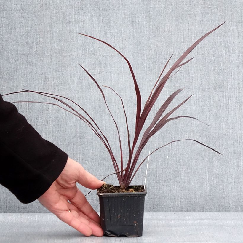 Cordiline Design a Line Burgundy- Cordyline australis Maceta de 8/9 cm Ejemplar entregado en invierno