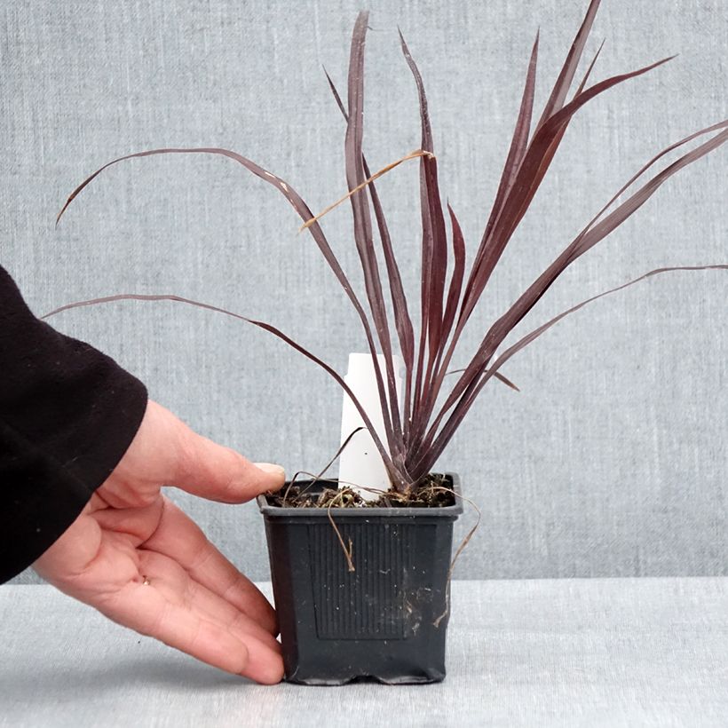 Cordiline Design a Line Burgundy- Cordyline australis Maceta de 8/9 cm Ejemplar entregado en la primavera
