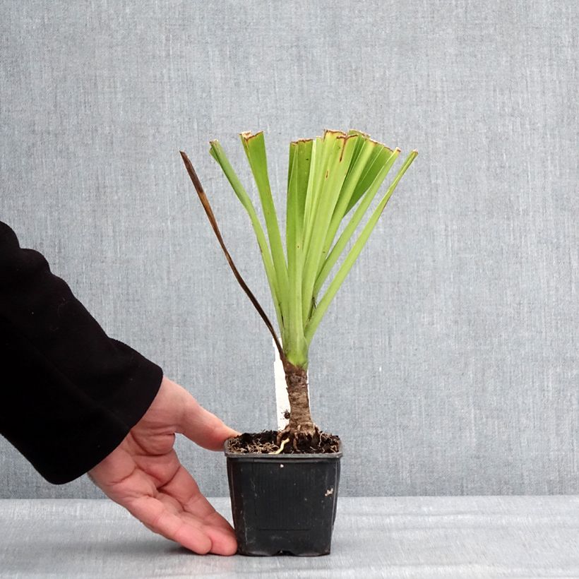 Cordiline Emerald Star- Cordyline australis Maceta de 8/9 cm Ejemplar entregado en invierno