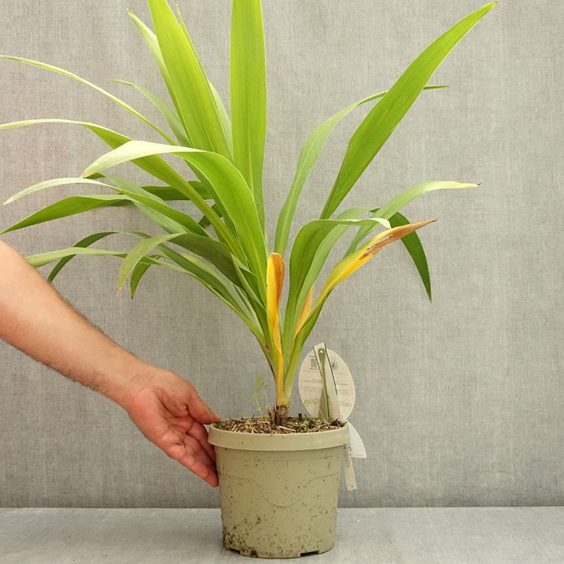 Ejemplar de Cordiline Emerald Star- Cordyline australis Maceta 2L/3L entregado en verano