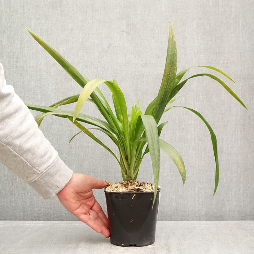 Cordiline Emerald Star- Cordyline australis Maceta 2L/3L Ejemplar entregado en la primavera