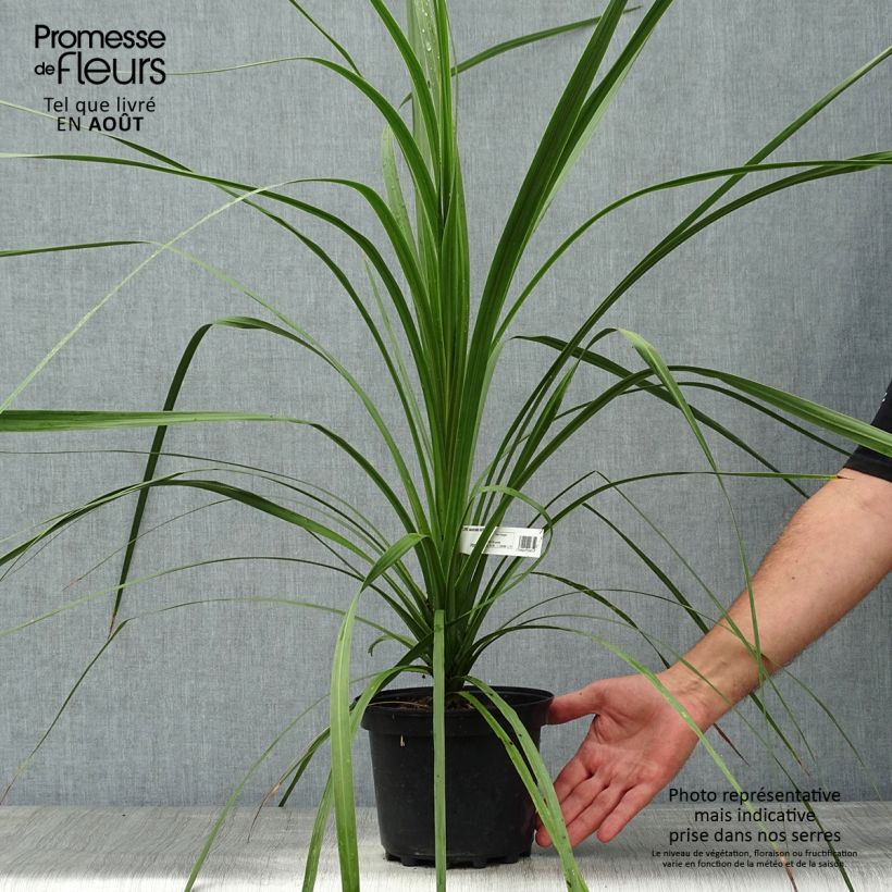 Ejemplar de Cordiline - Cordyline australis Maceta 3L/4L entregado en verano