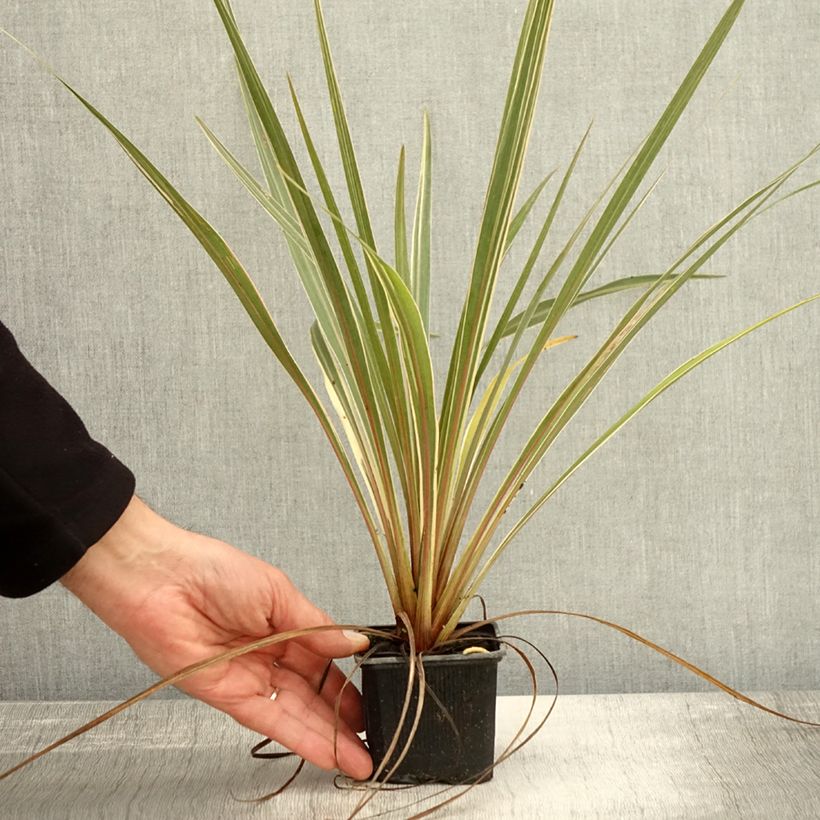 Ejemplar de Cordiline Fantasy- Cordyline australis Maceta de 8/9 cm entregado en otoño