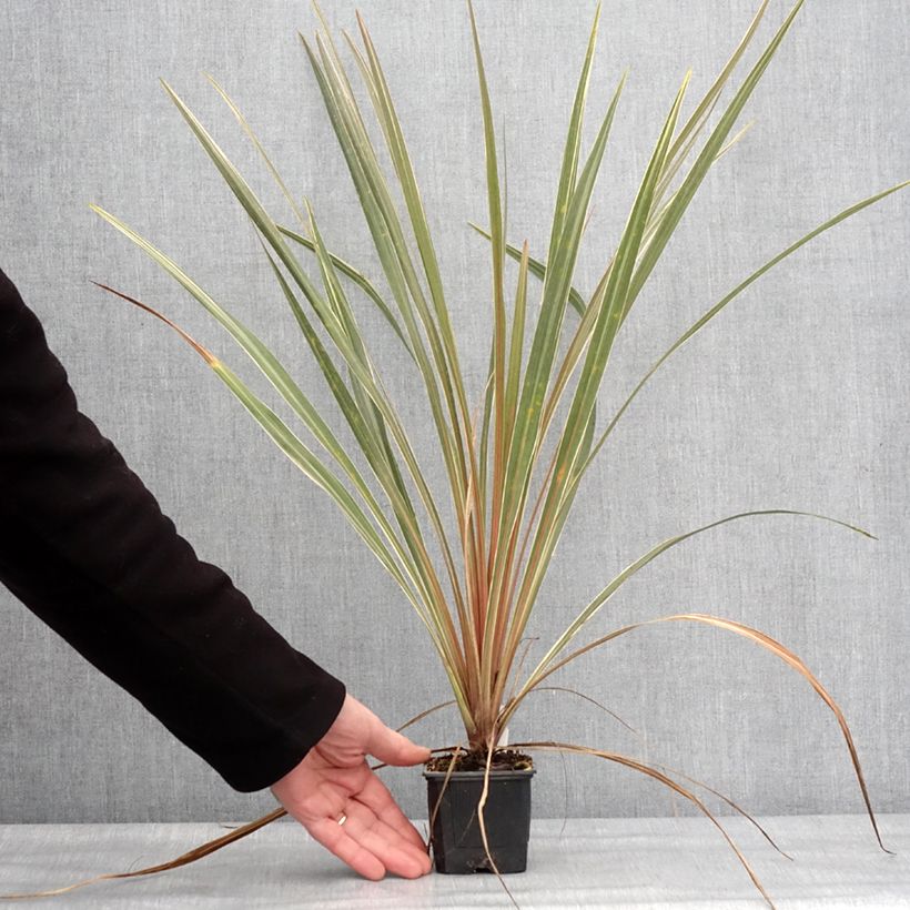 Cordiline Fantasy- Cordyline australis Maceta de 8/9 cm Ejemplar entregado en invierno