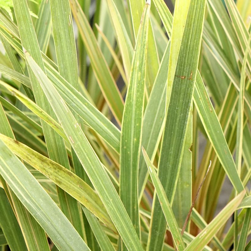 Cordiline Fantasy- Cordyline australis (Follaje)