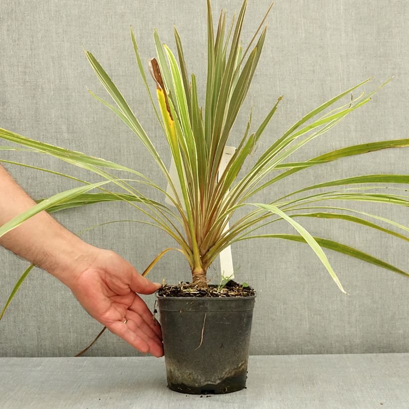 Ejemplar de Cordiline Fantasy- Cordyline australis Maceta 2L/3L entregado en verano