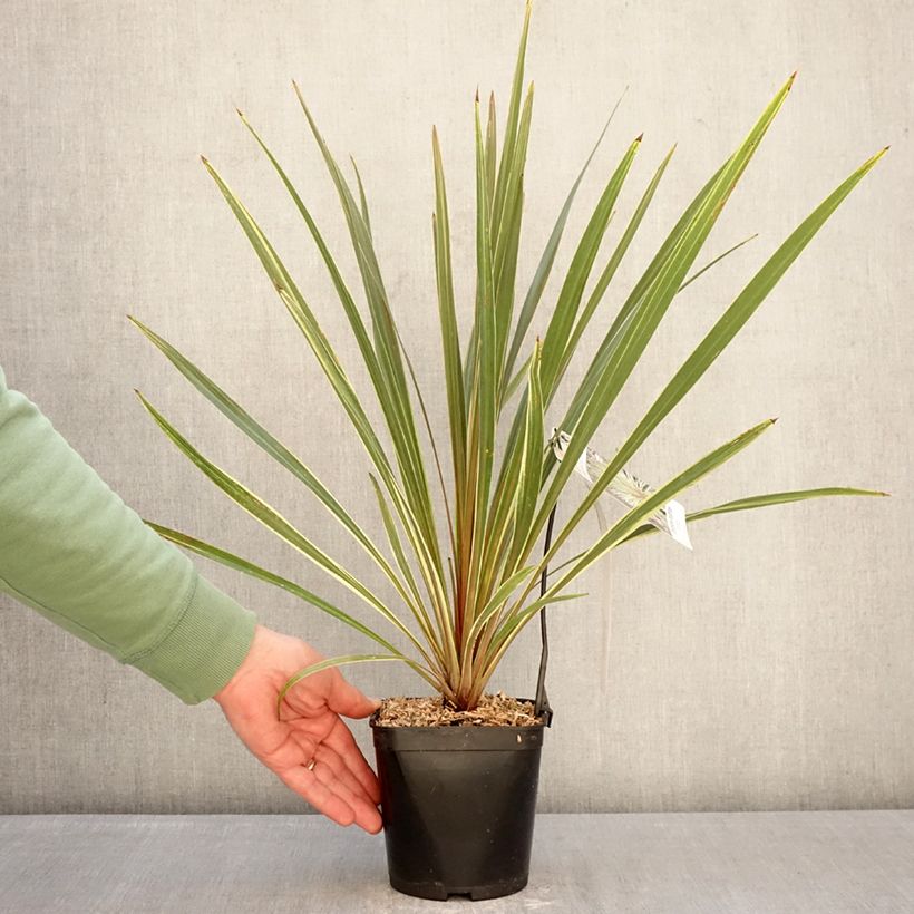 Cordiline Fantasy- Cordyline australis Maceta 2L/3L Ejemplar entregado en invierno