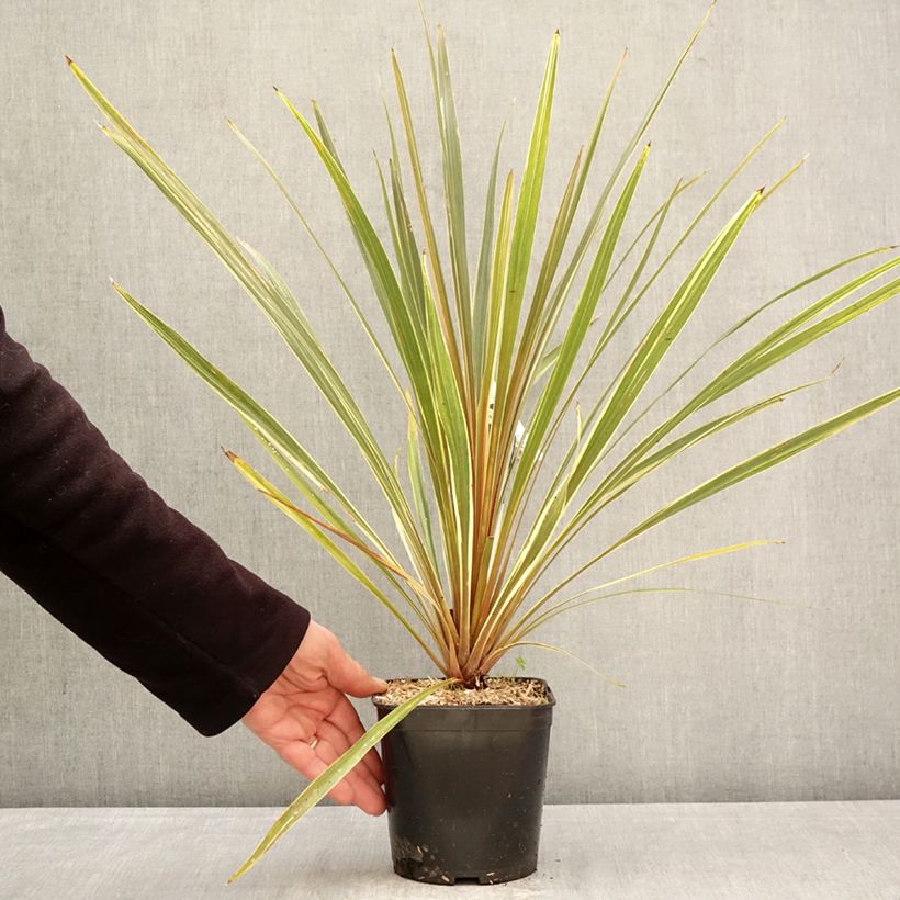 Cordiline Fantasy- Cordyline australis Maceta 2L/3L Ejemplar entregado en la primavera