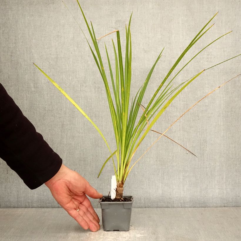 Cordiline - Cordyline australis Maceta de 8/9 cm Ejemplar entregado en la primavera