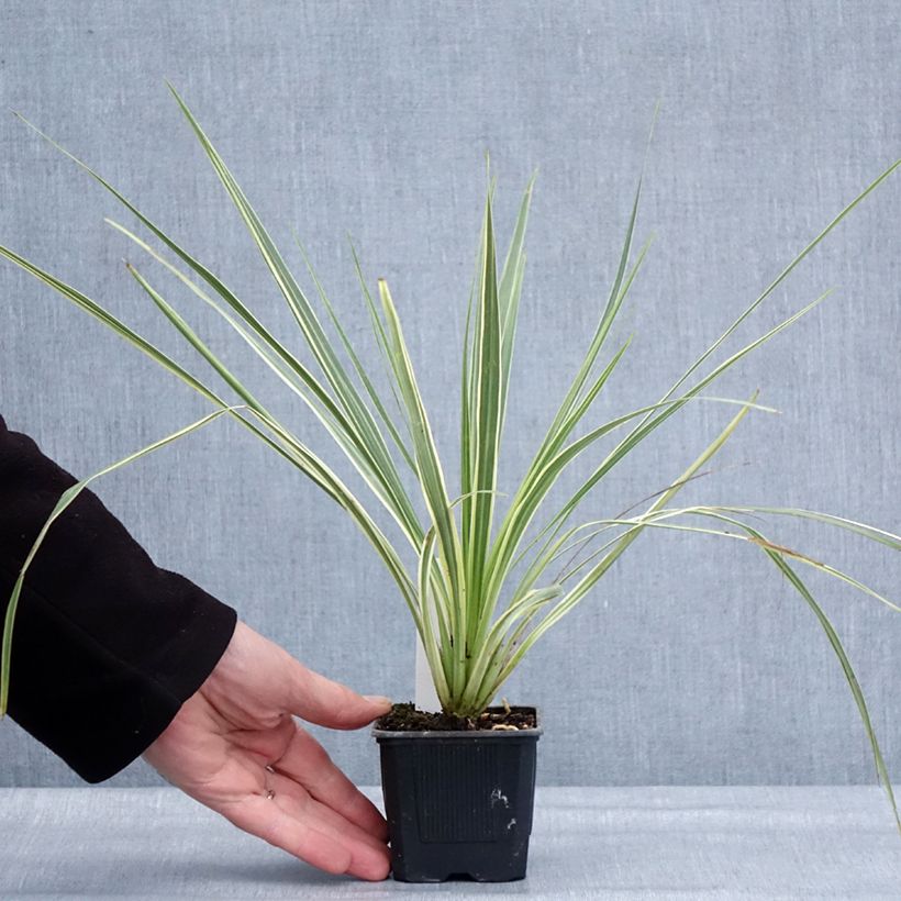 Cordiline Lime Passion- Cordyline australis Maceta de 8/9 cm Ejemplar entregado en invierno