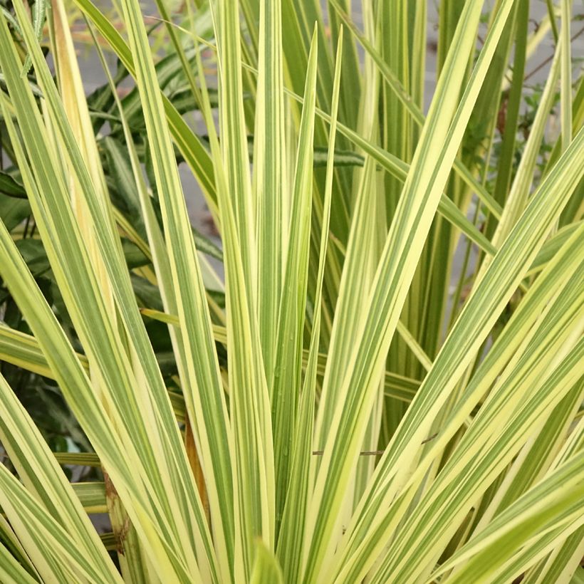 Cordiline Lime Passion- Cordyline australis (Follaje)