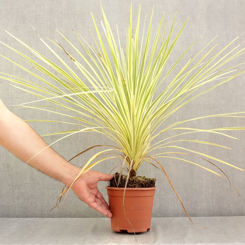 Ejemplar de Cordiline Lime Passion- Cordyline australis Maceta 2L/3L entregado en verano