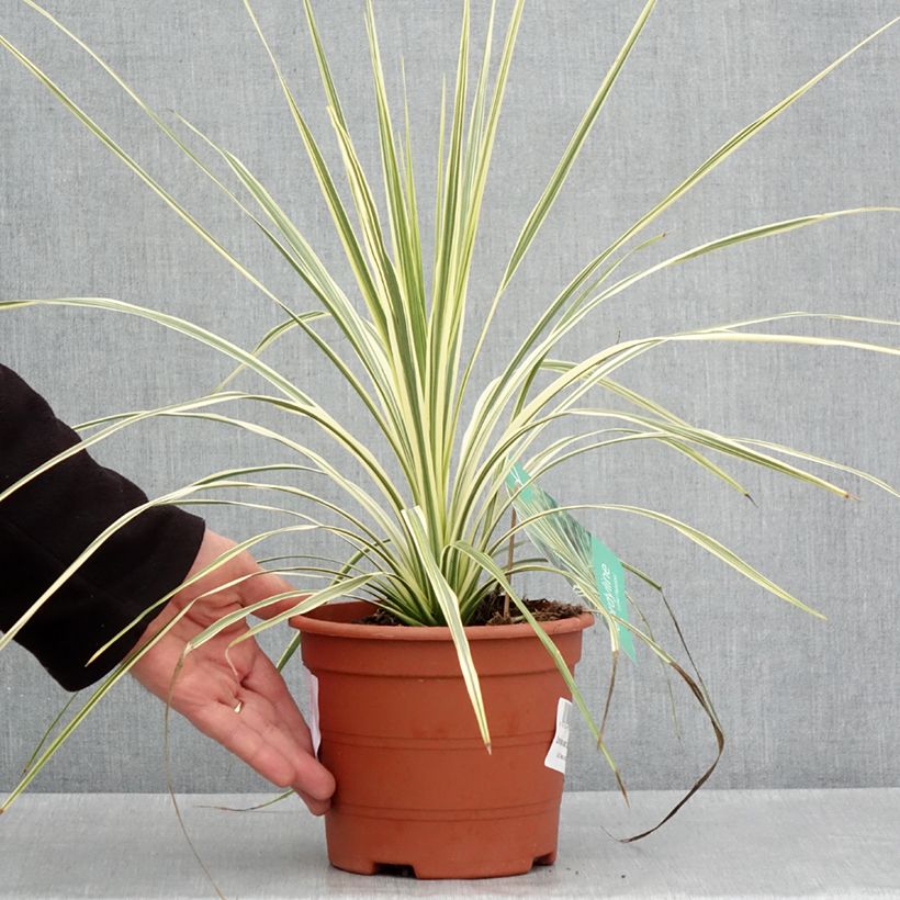 Cordiline Lime Passion- Cordyline australis Maceta 2L/3L Ejemplar entregado en la primavera