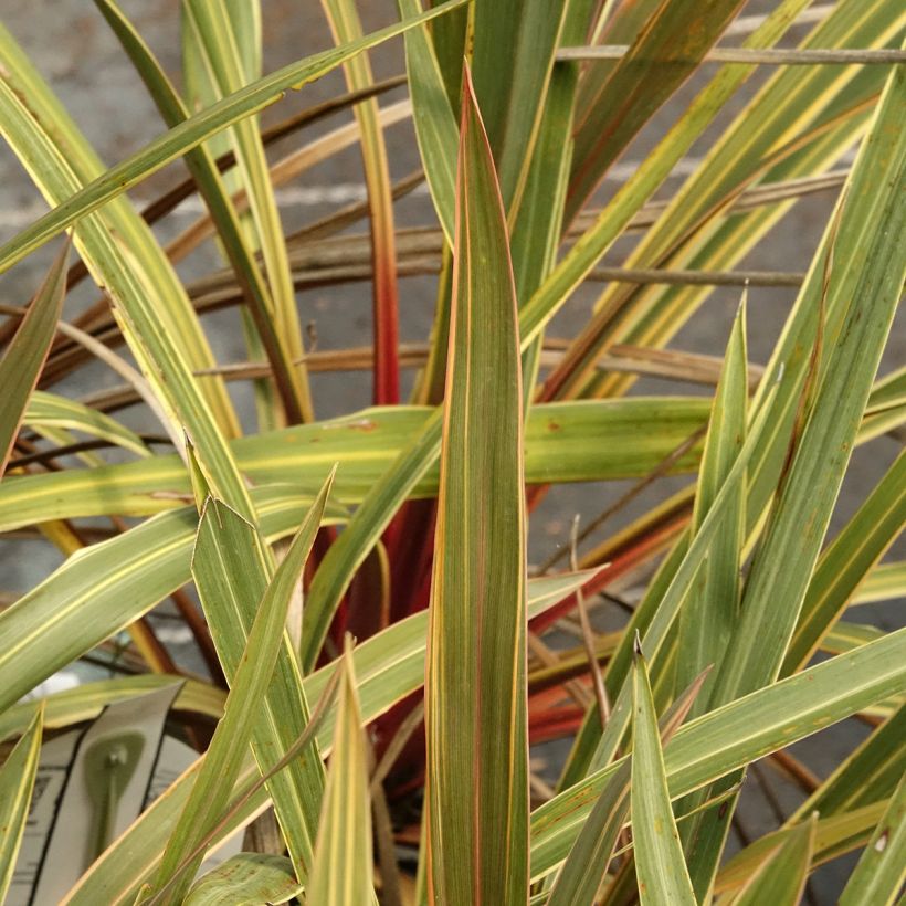 Cordiline Magic Star- Cordyline australis (Follaje)