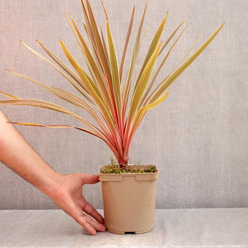 Ejemplar de Cordiline Magic Star- Cordyline australis Maceta 3L/4L entregado en verano