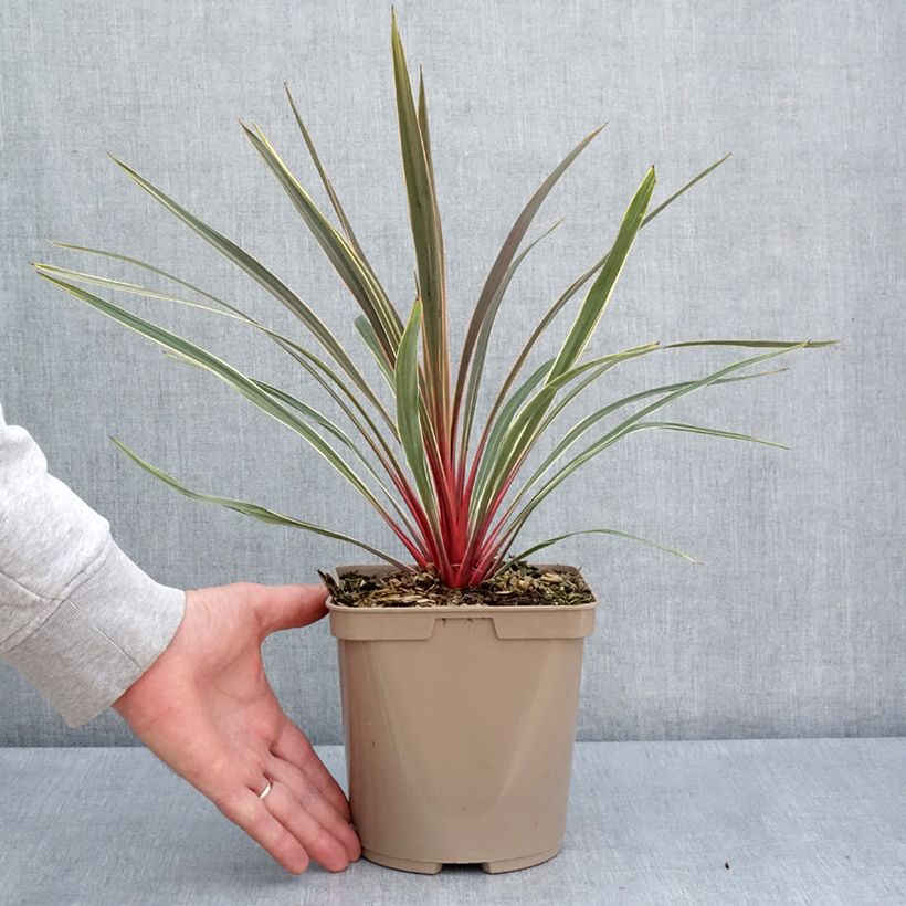 Cordiline Magic Star- Cordyline australis Maceta 3L/4L Ejemplar entregado en la primavera