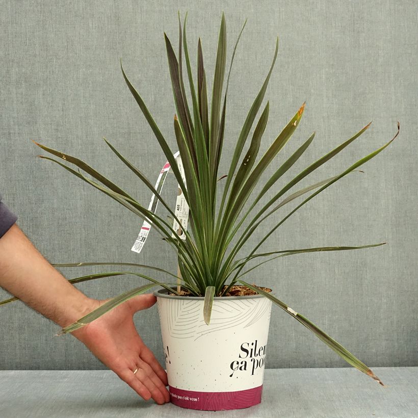 Ejemplar de Cordiline Mint Chocolate- Cordyline australis Maceta 4L/5L entregado en verano