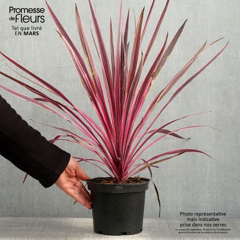 Cordiline Pink passion- Cordyline australis Maceta 2L/3L Ejemplar entregado en la primavera