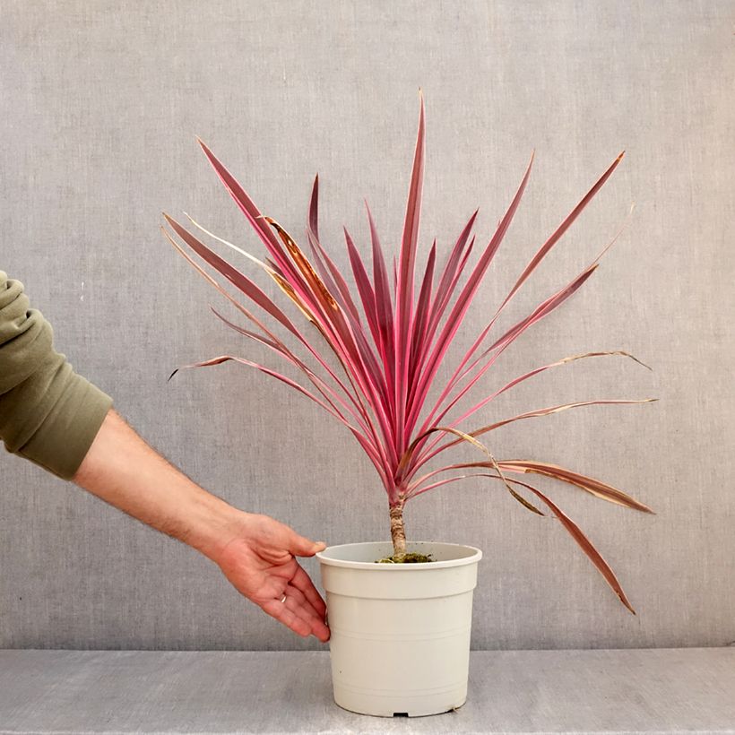 Ejemplar de Cordiline Pink passion- Cordyline australis Maceta 4L/5L entregado en verano