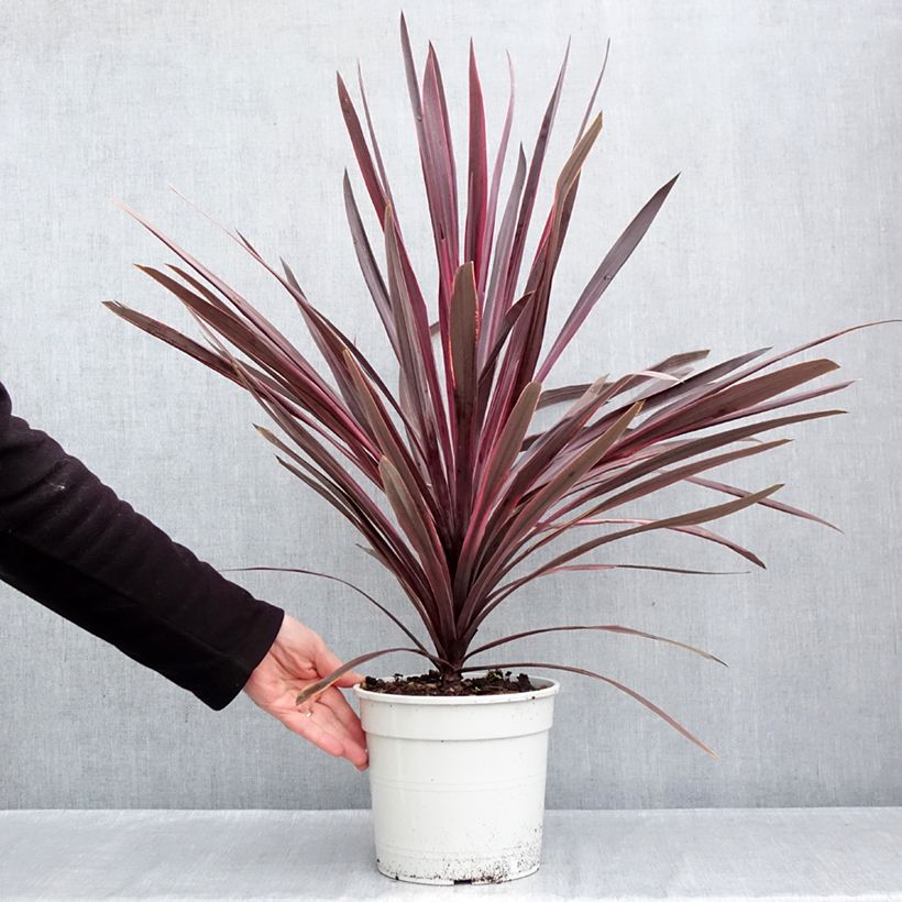 Ejemplar de Cordiline Pink passion- Cordyline australis Maceta 4L/5L entregado en otoño