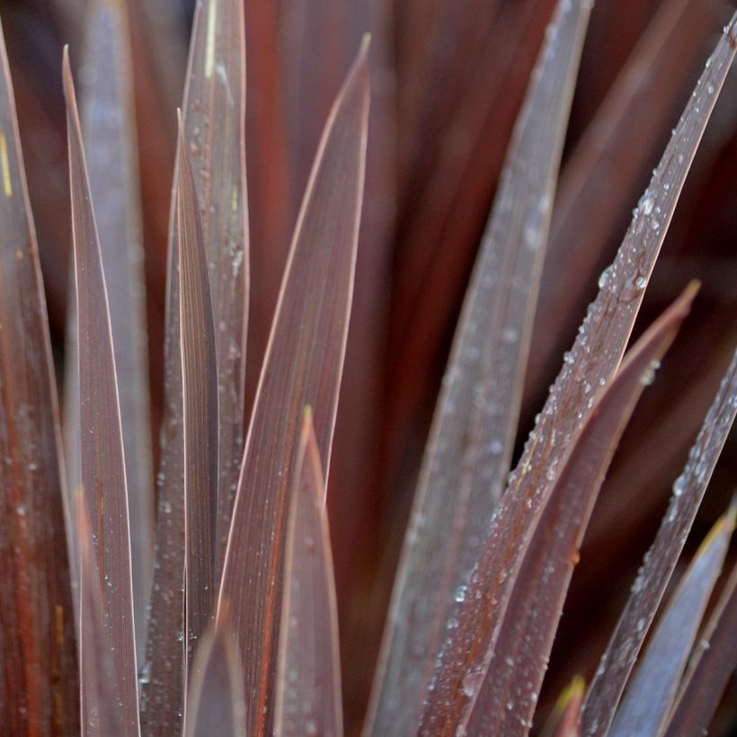 Cordiline Red Star- Cordyline australis (Follaje)