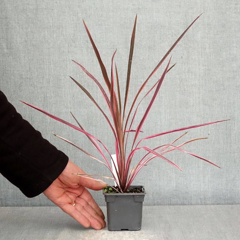 Cordiline Southern Splendour- Cordyline australis Maceta de 8/9 cm Ejemplar entregado en la primavera