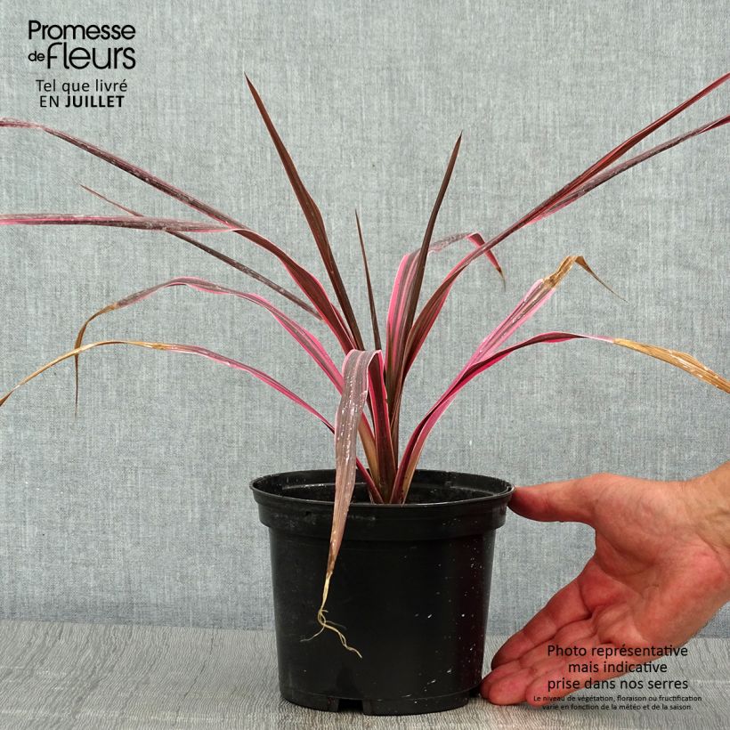 Ejemplar de Cordiline Southern Splendour- Cordyline australis Maceta 2L/3L entregado en verano